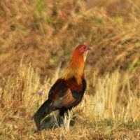 Jungle Fowl Windhorse Tours