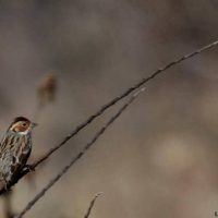 Little Bunting Windhorse Tours
