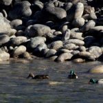 Grand Birding Wildlife Tour of Bhutan photo 8