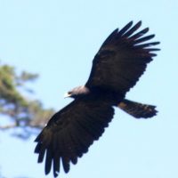 Mpuntain Hawk eagle Windhorse Tours