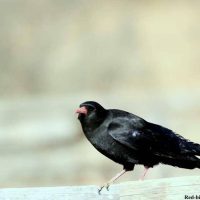 Red Billed Chough Windhorse Tours