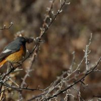 Redstart Windhorse Tours