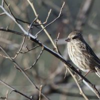 Rosefinch Windhorse Tours