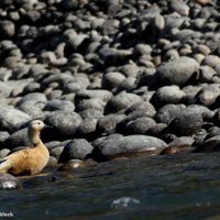 Ruddy Shelduck Windhorse Tours