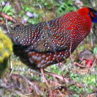 Satyr Tragopan 2 Windhorse Tours