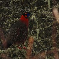 Satyr Tragopan Windhorse Tours