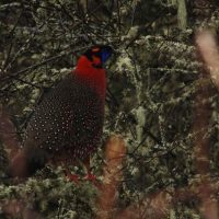 Satyr Tragopan copy Windhorse Tours