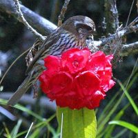 White Browed Rose Finch Windhorse Tours