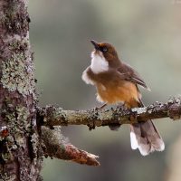 White Throat Laughing Thrush Windhorse Tours