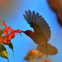 White Throated Kingfisher Windhorse Tours