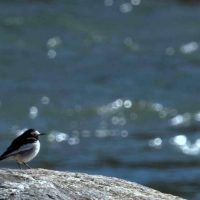 White Wagtail Windhorse Tours