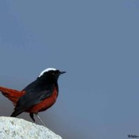 White capped Redstart Windhorse Tours