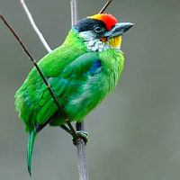 golden throated barbet Windhorse Tours