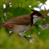 red whiskered bulbul Windhorse Tours