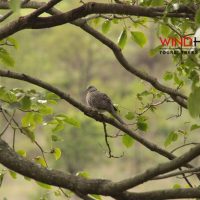 Birding, Nature & Wildlife Tour Across Bhutan (In Reverse)