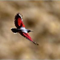 wall creeper Windhorse Tours