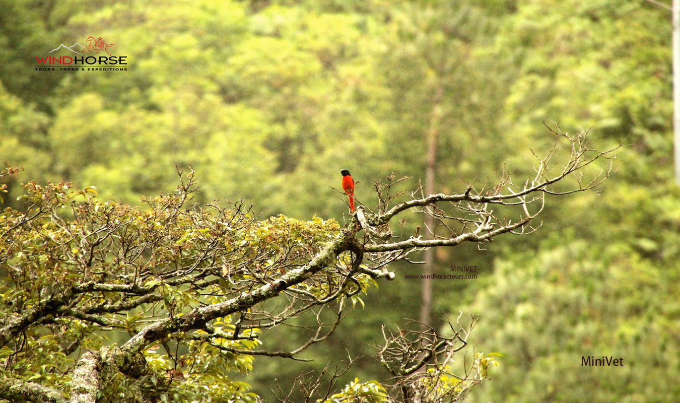 Nature, Birds & Wildlife of Bhutan