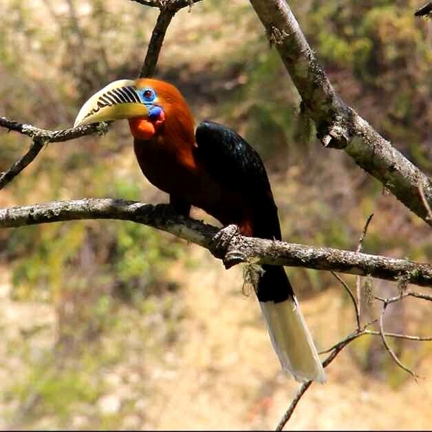 Birding, nature, Wildlife adventures in Mid -South Frontier.