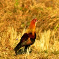 Birding, nature, Wildlife adventures in Mid -South Frontier.