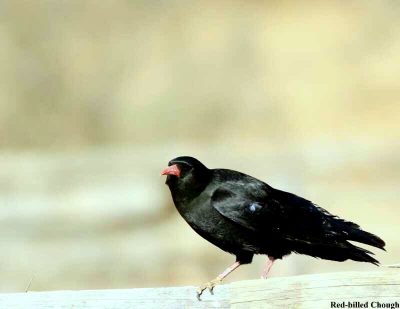 Birding, nature, Wildlife adventures in Mid -South Frontier.
