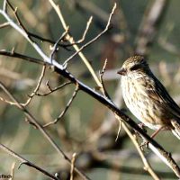 Birding, nature, Wildlife adventures in Mid -South Frontier.