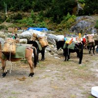Chomolhari -Lingshi Barshong Thimphu trek