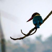 Birding, nature, Wildlife adventures in Mid -South Frontier.