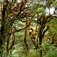 Chomolhari -Lingshi Barshong Thimphu trek