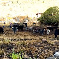 Chomolhari -Lingshi Barshong Thimphu trek