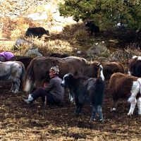 Chomolhari -Lingshi Barshong Thimphu trek