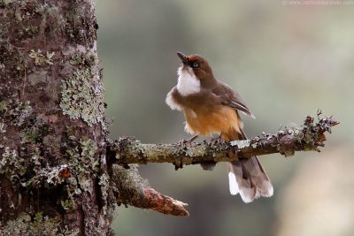 Birding, nature, Wildlife adventures in Mid -South Frontier.