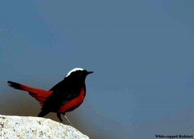 Birding, nature, Wildlife adventures in Mid -South Frontier.