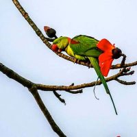 Alexander Parakeet Windhorse Tours