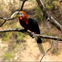 Colorful Rufous Neck Hornbill Windhorse Tours