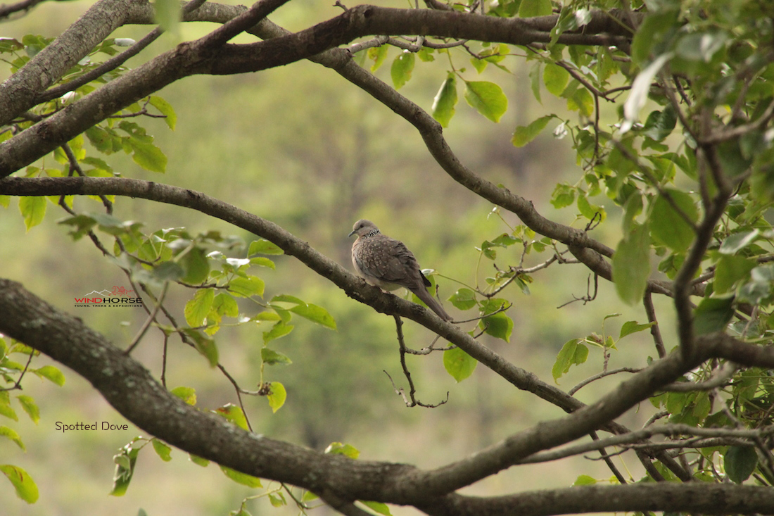 Birding, Nature & Wildlife from East to Western Bhutan