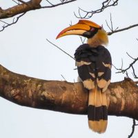 Great Hornbill 1 Windhorse Tours