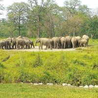 Herd of wild Elephant Windhorse Tours