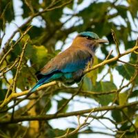 Indian Roller Windhorse Tours