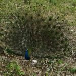 Nature, Birds & Wildlife of Bhutan photo 6