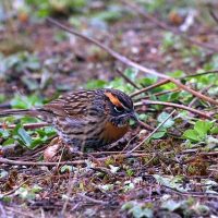Rufous Collared Accentor Windhorse Tours