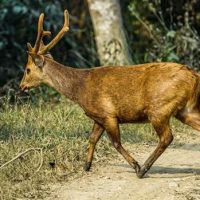 Sambhar Deer Windhorse Tours