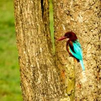 White Breasted Kingfisher Windhorse Tours