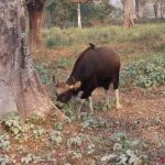 Nature, Birds & Wildlife of Bhutan photo 1