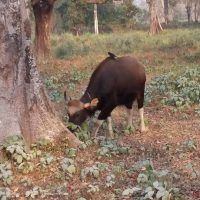 Wild Gour Windhorse Tours