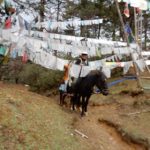 Bhutan Tour & Short trek photo 5
