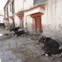 Tibet Everest base camp Tour