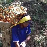 Betel Nut Cash Crop in Megalaya Windhorse Tours