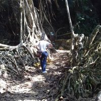 Living Root Bridge at Mawllynong Windhorse Tours