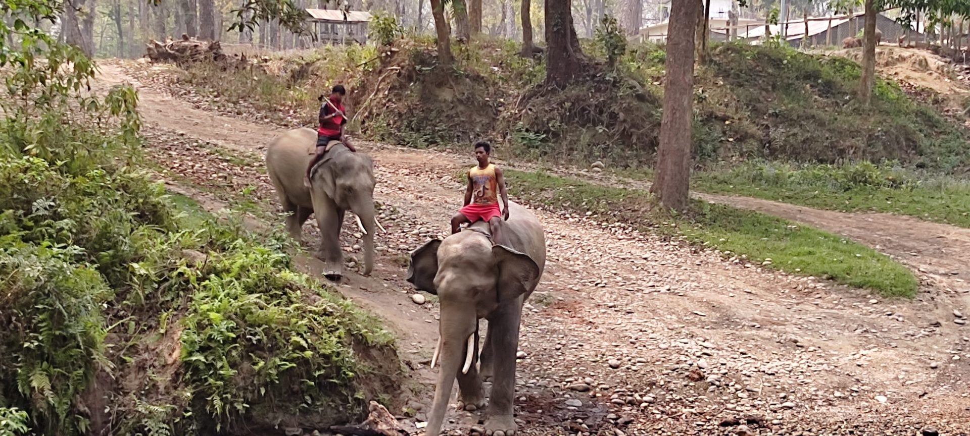 Nature and wildlife of Nepal