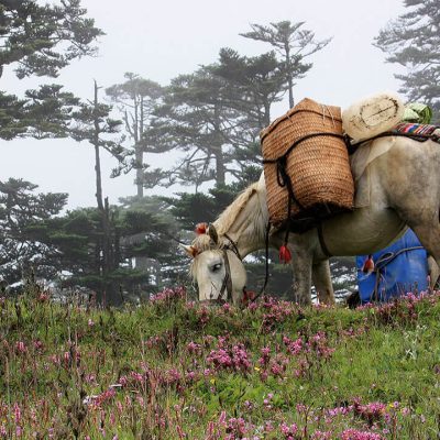 horses grazing flowers Windhorse Tours